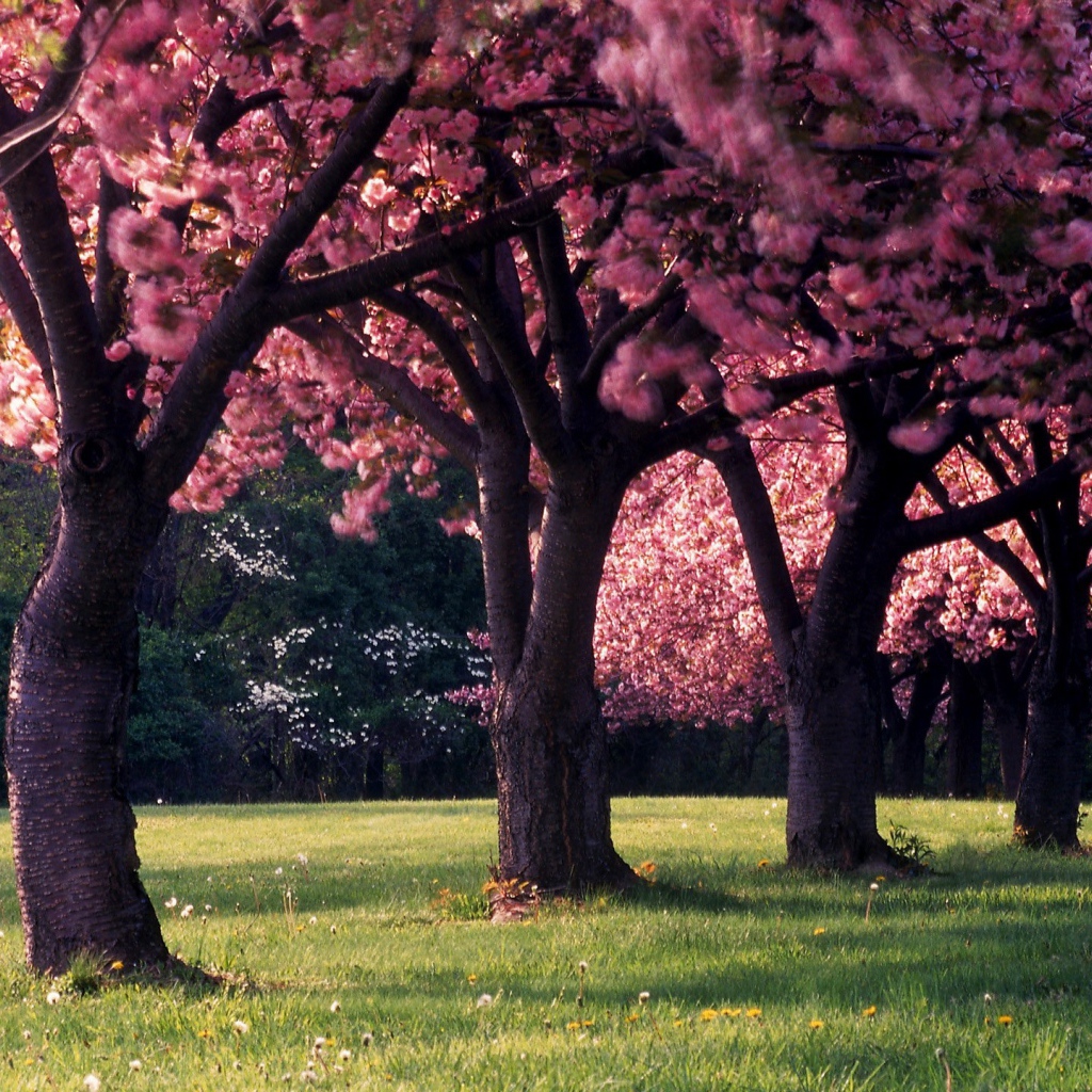 Красивое фото цветущих деревьев весной