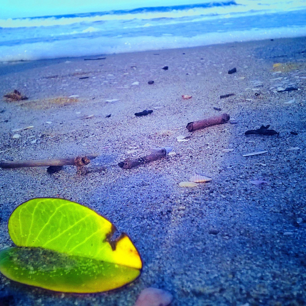 Лист растения на песке пляжа