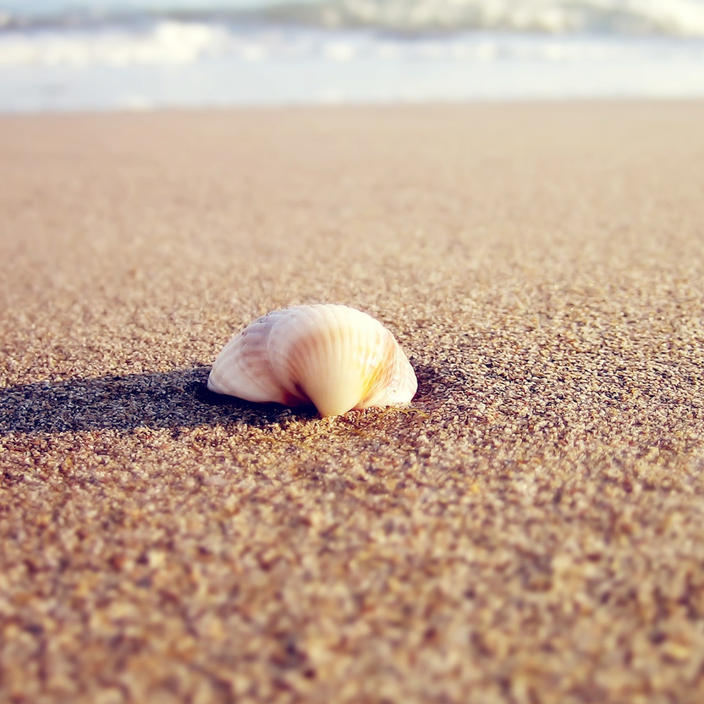 Ракушка в песке пляжа