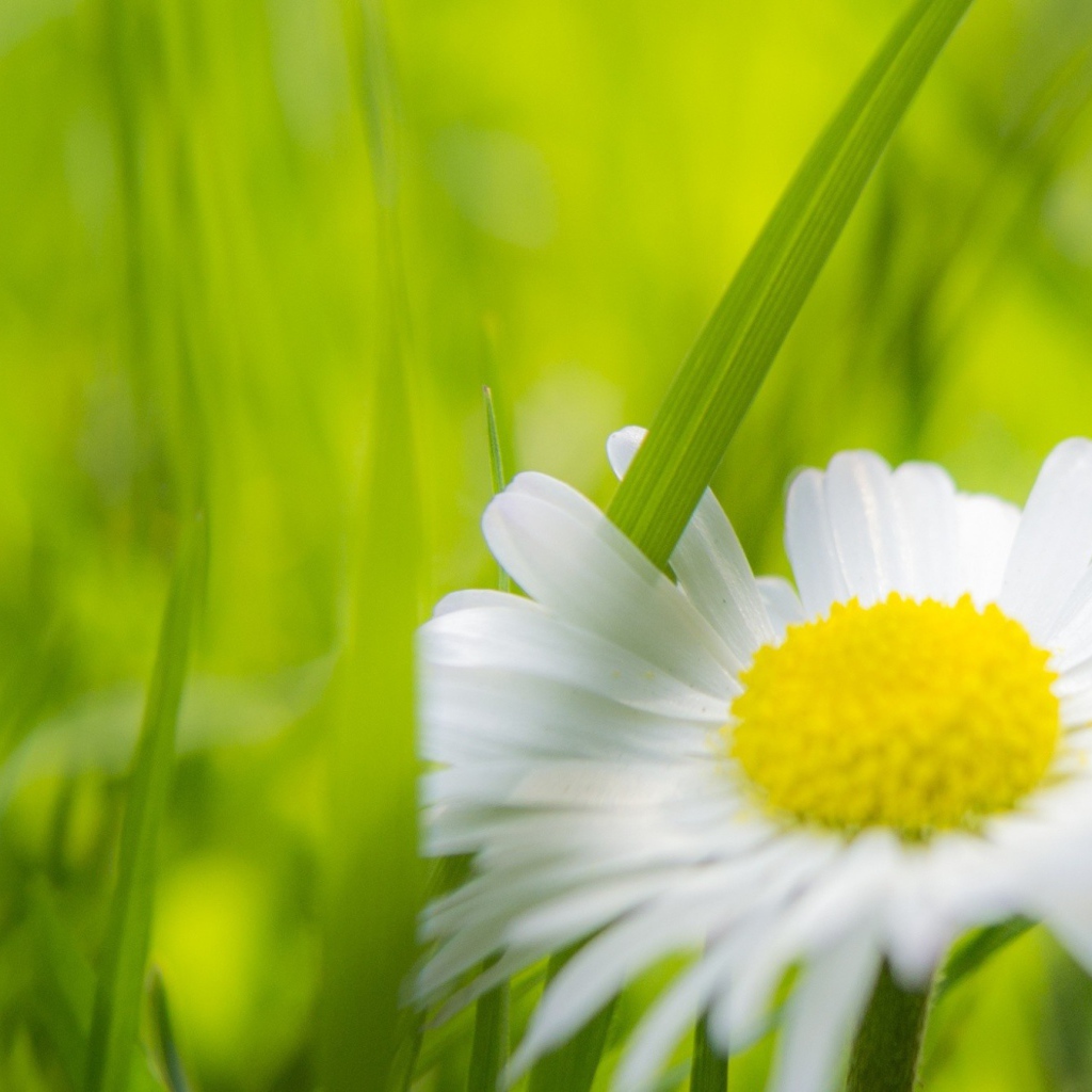 A blade of grass between the petals of daisies