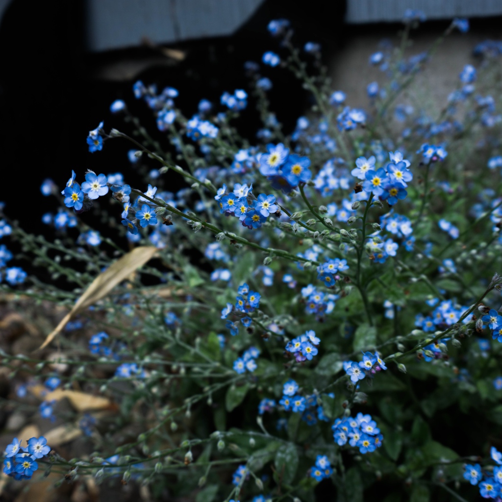 Голубые цветы растения незабудка