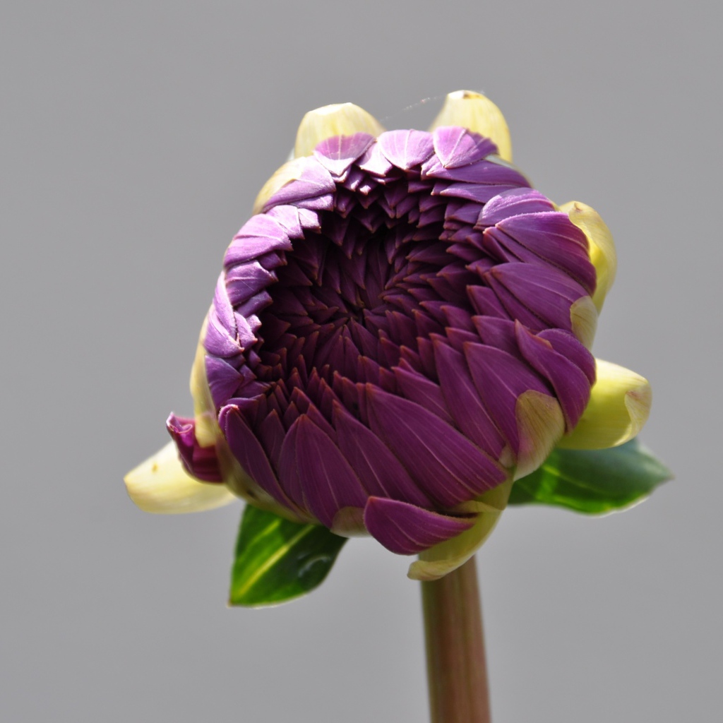 Бутон большого фиолетового цветка на сером фоне