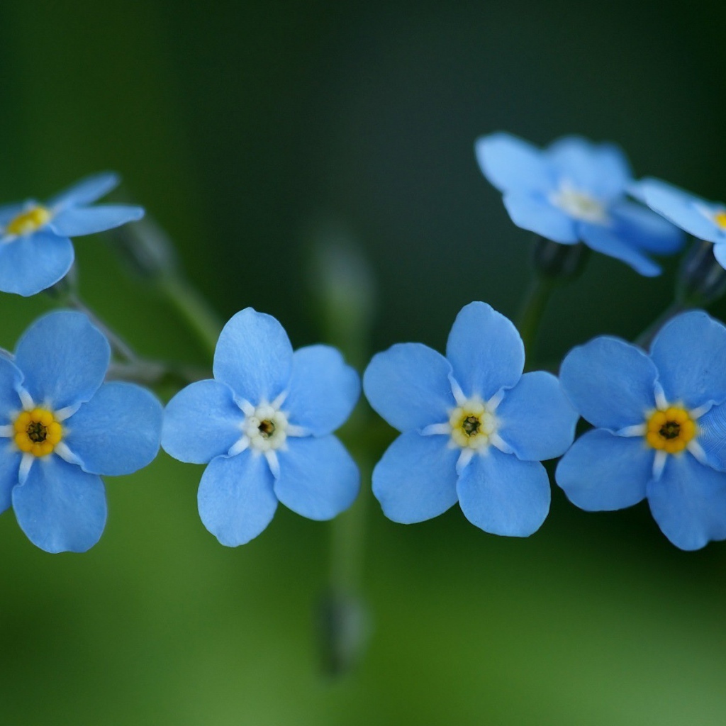 Circle of forget-me colors