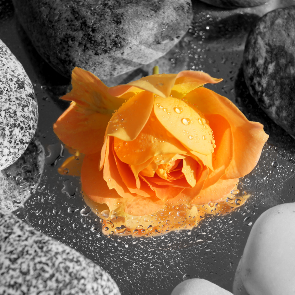 Оранжевая роза среди камней в воде