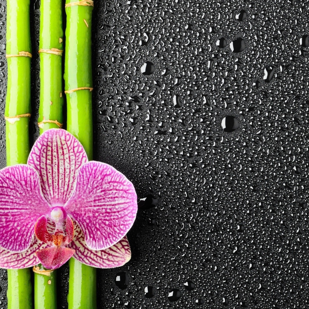 Orchid on bamboo sticks