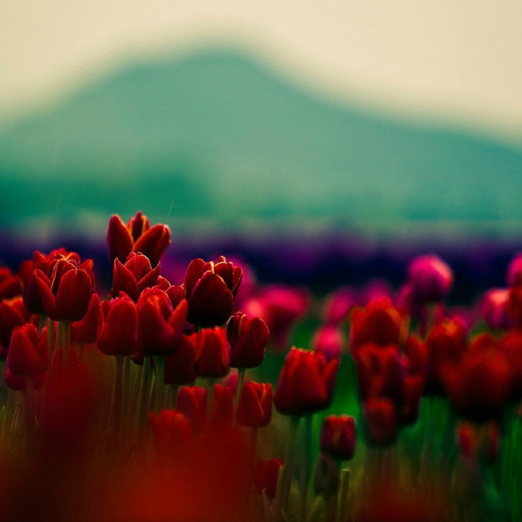Красные тюльпаны на фоне горы