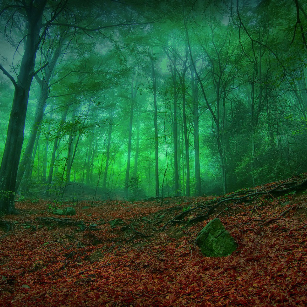 Мистический зеленый лес