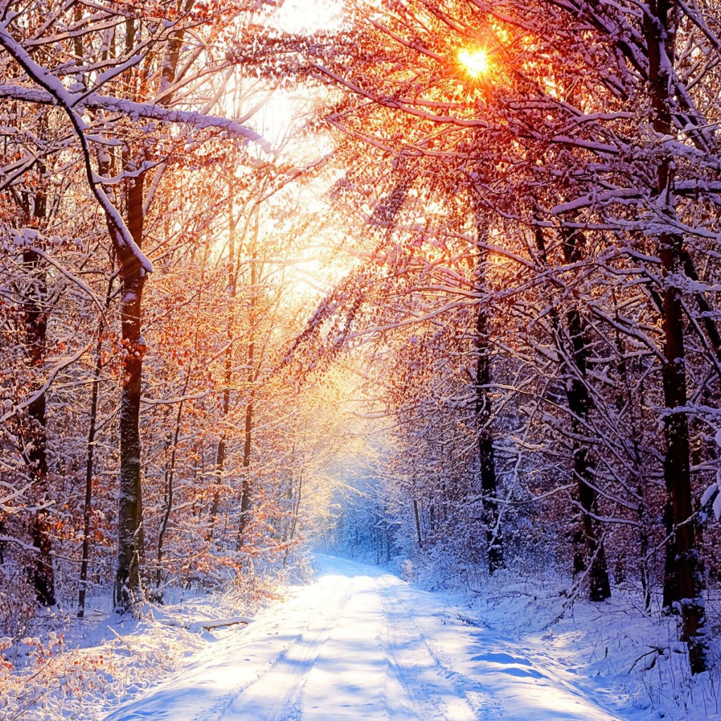 Зимнее солнце освещает покрытые снегом ветки в лесу