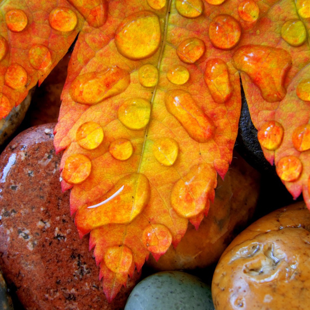 Желтые листья на мокрых камнях