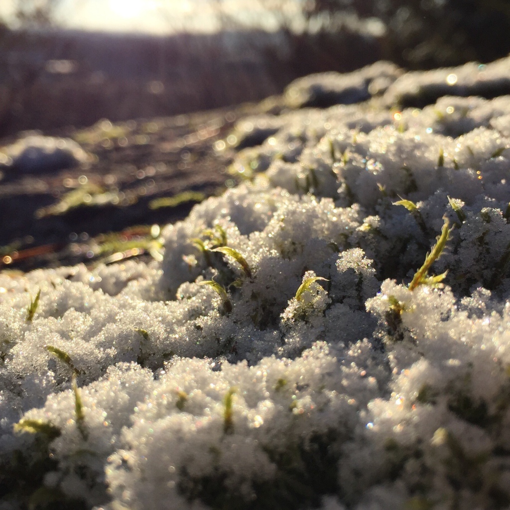 Весенние ростки пробиваются сквозь снег