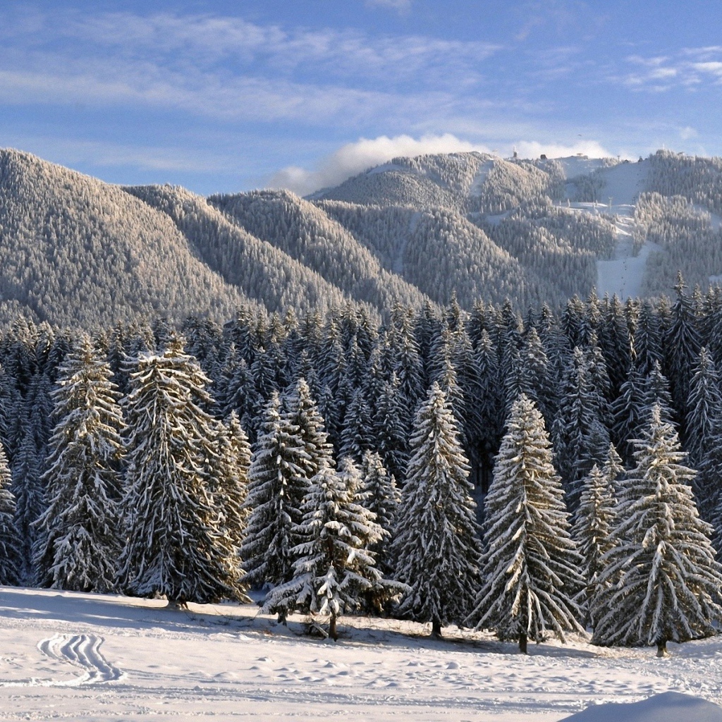 Деревья аккуратно укрыты снегом