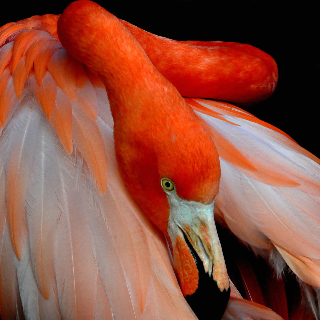 Розовый фламинго прячет голову под крыло 