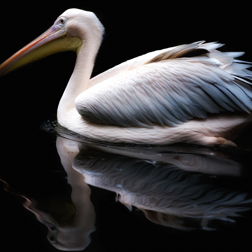 Белый пеликан отражается в воде на черном фоне