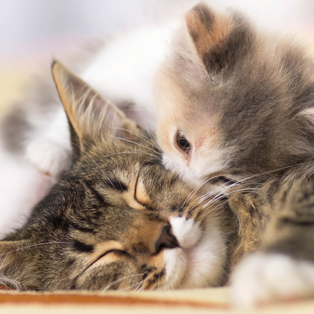 Маленький милый котенок целует свою маму