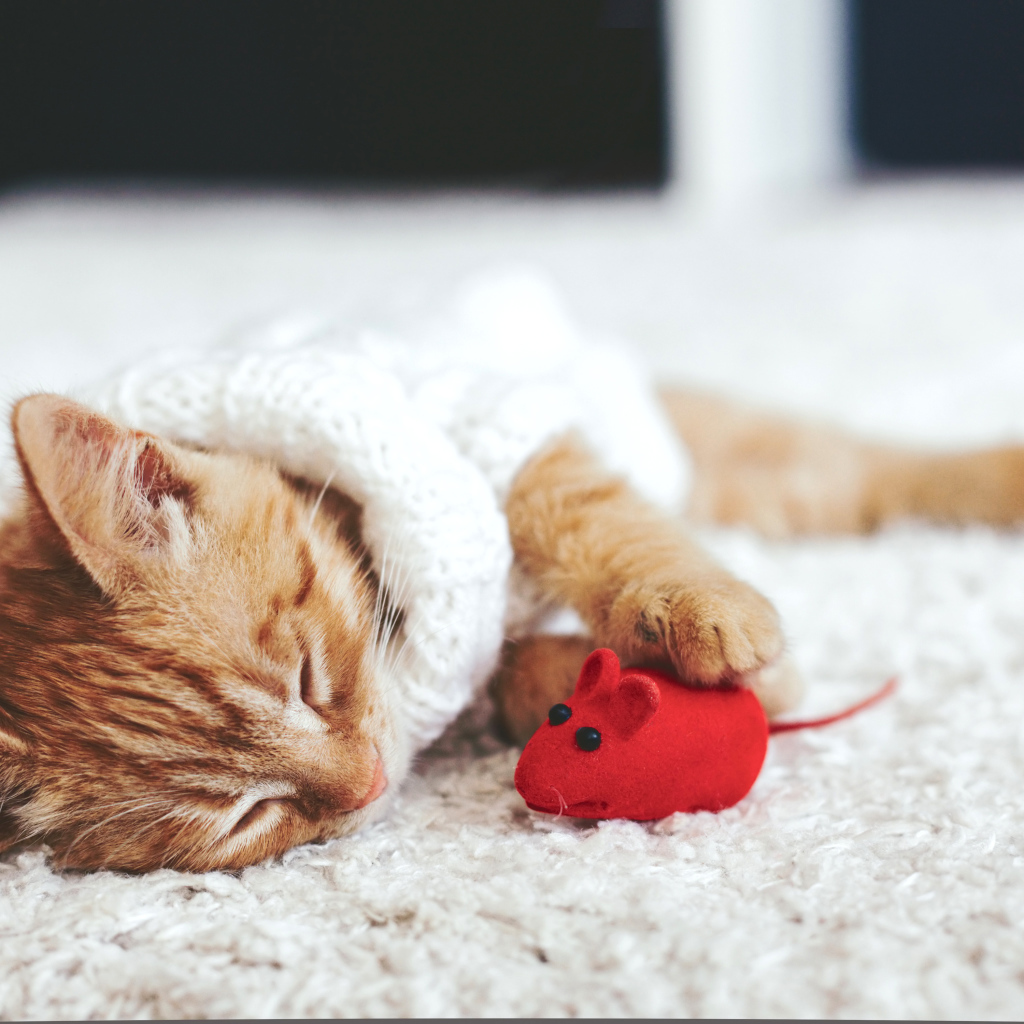 Маленький рыжий котенок спит с игрушечной мышкой