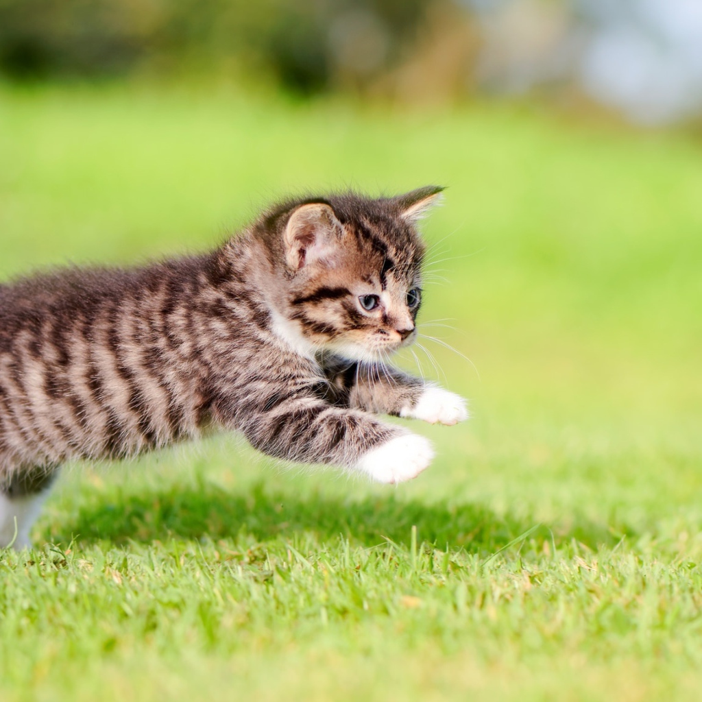 A small gray kitten runs along the green grass