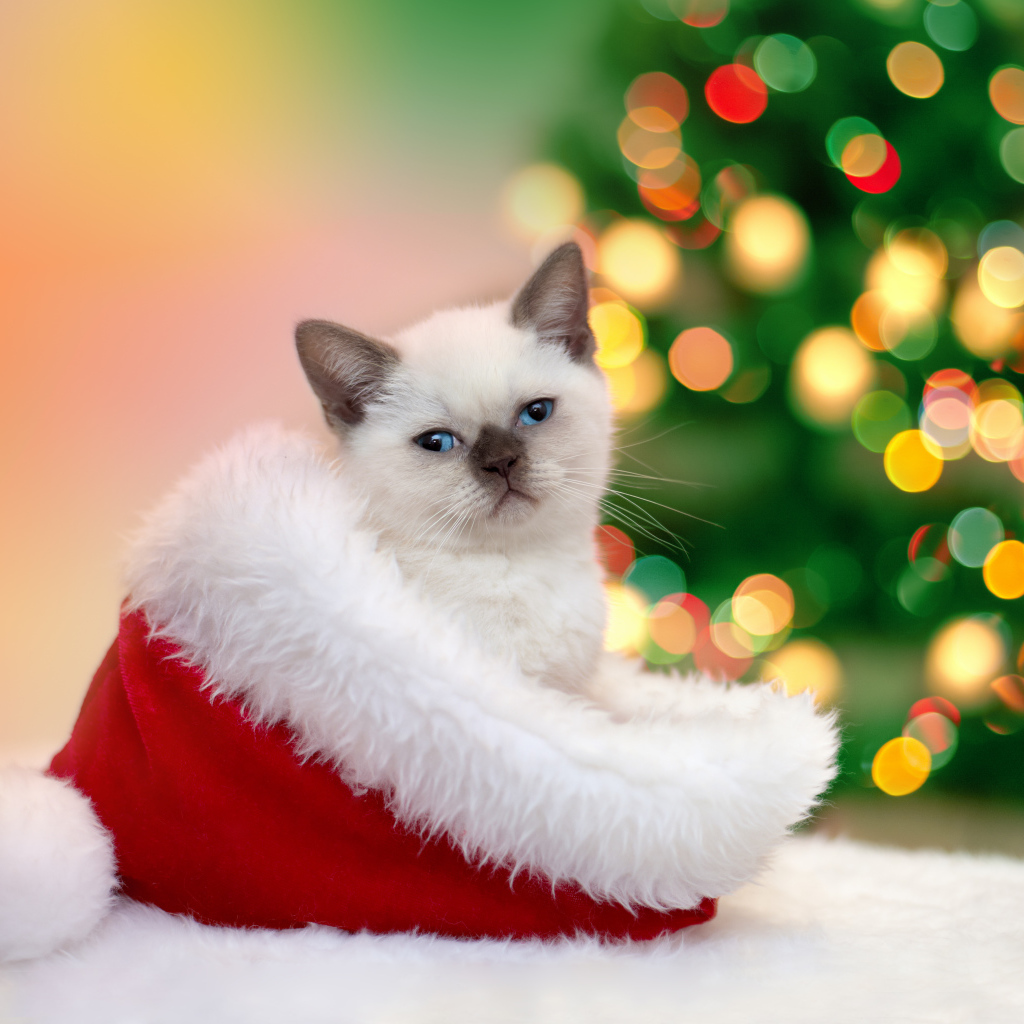 Маленький котенок сидит в шапке Санта Клауса на новый год