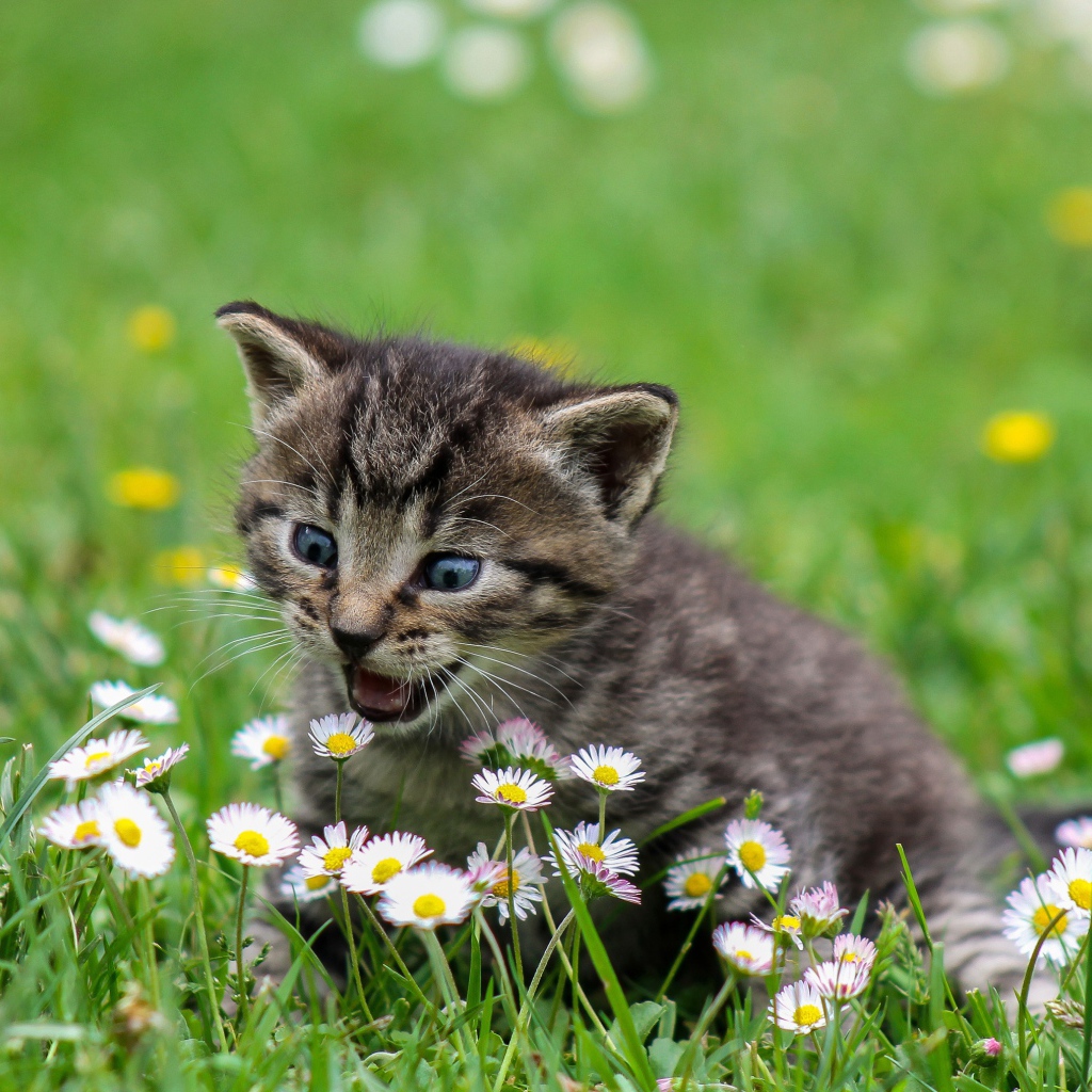 Маленький котенок сидит в зеленой траве с белыми ромашками