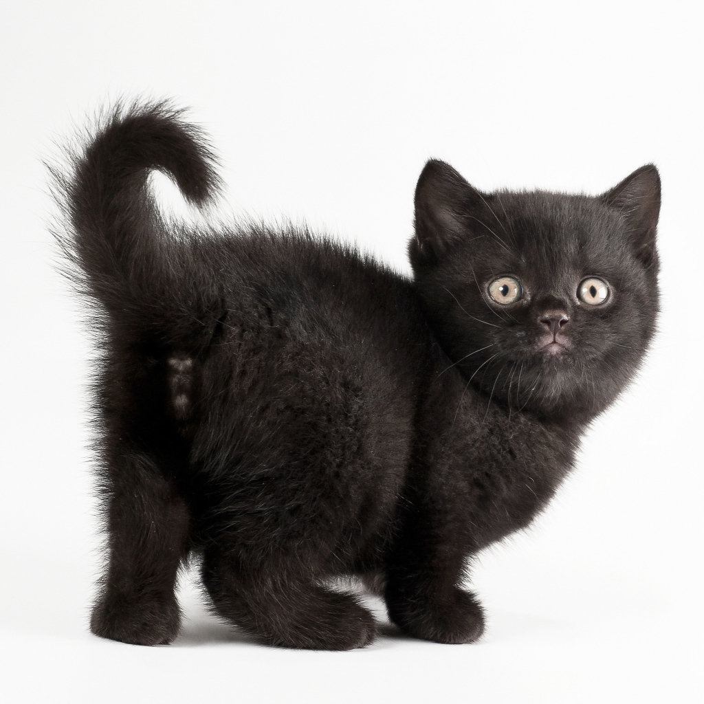 Красивый черный котенок на белом фоне