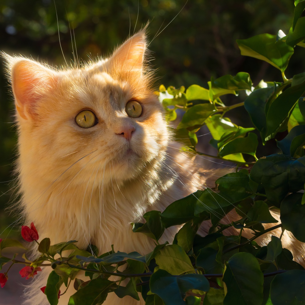 Beautiful red cat in the sun