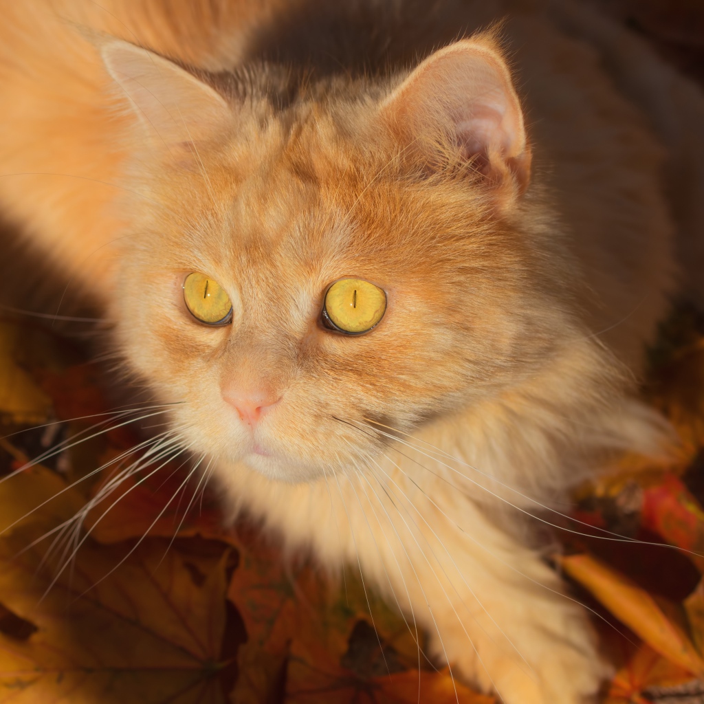 Красивый рыжий пушистый кот лежит на желтой траве