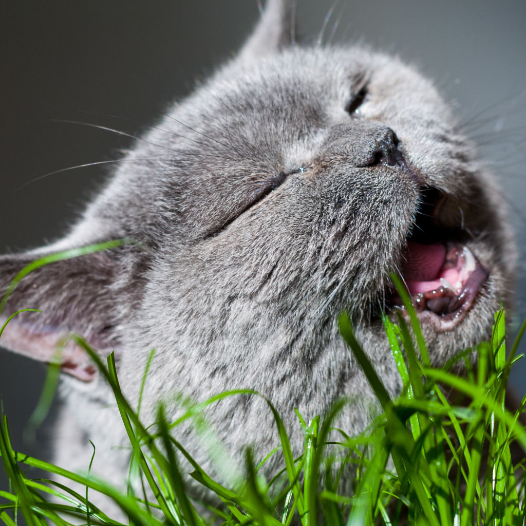 Кот британец грызет зеленую траву