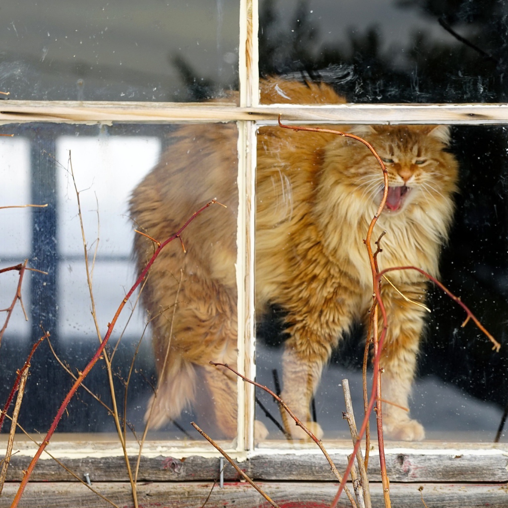 Пушистый рыжий кот зевает в окне