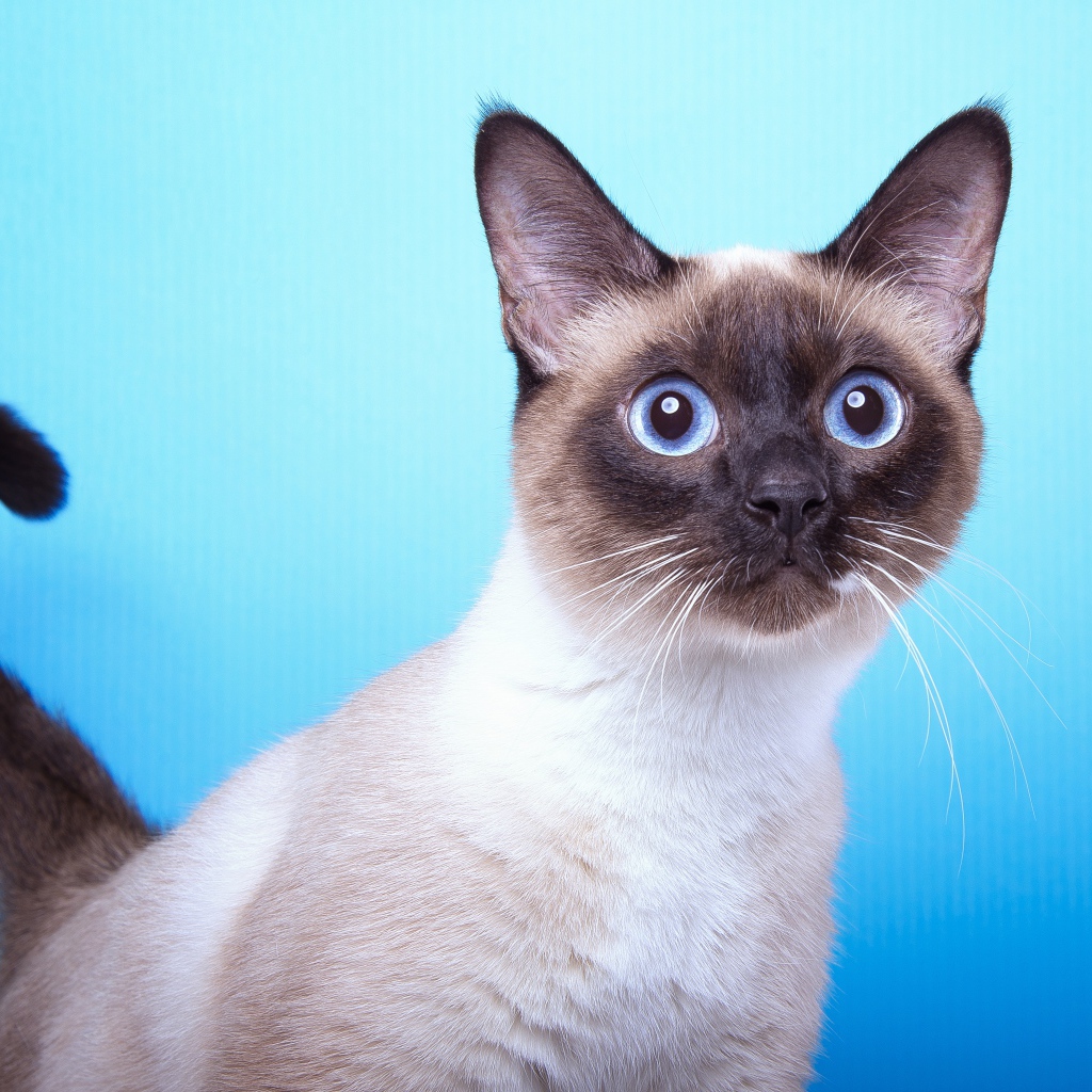 Испуганный сиамский голубоглазый кот на голубом фоне