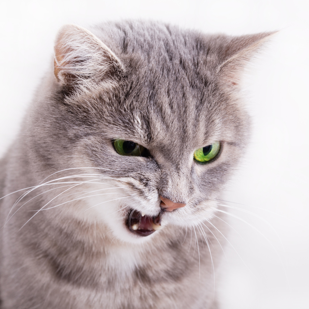 Хмурый взгляд серой кошки на белом фоне