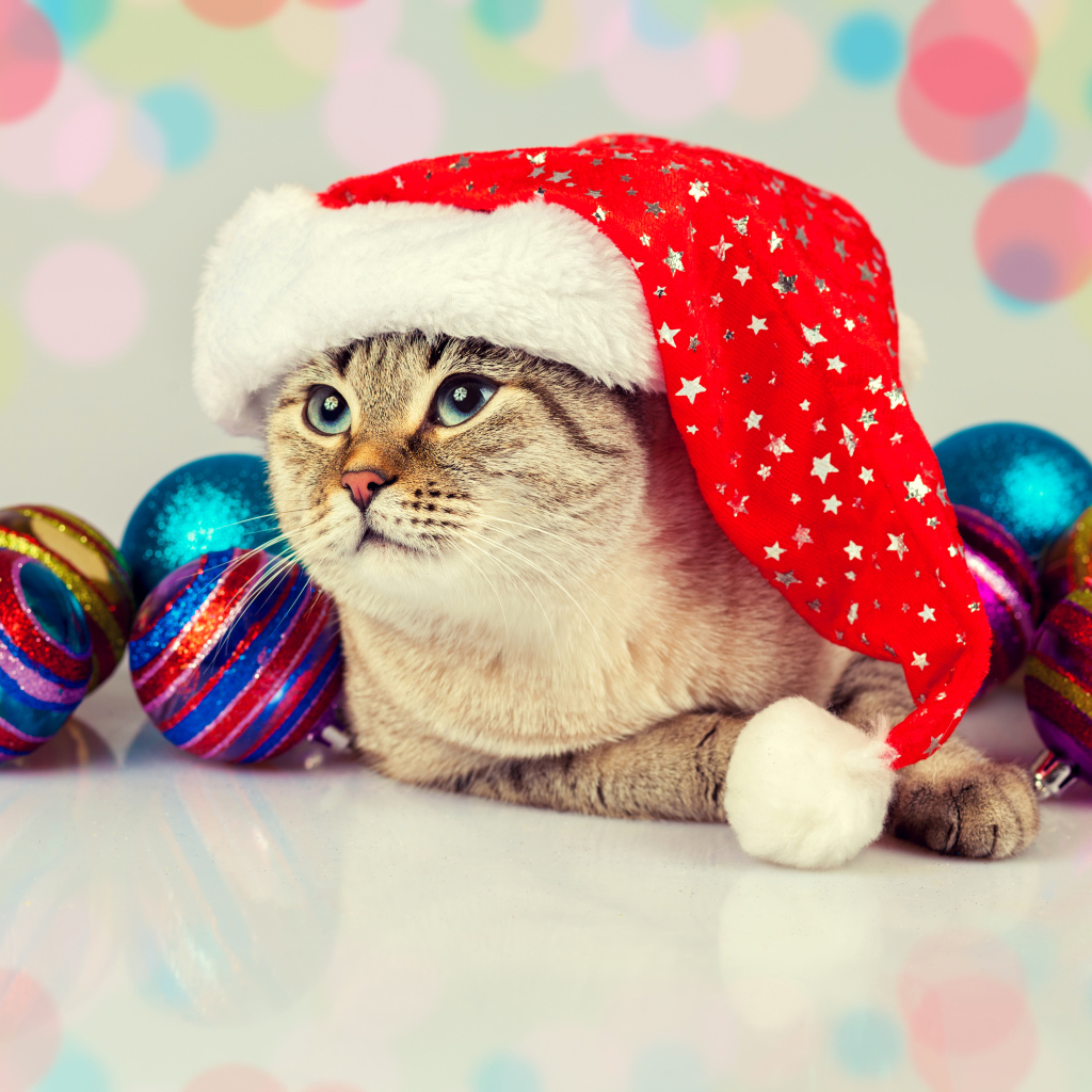 Забавный кот в новогодней шапке с елочными шарами