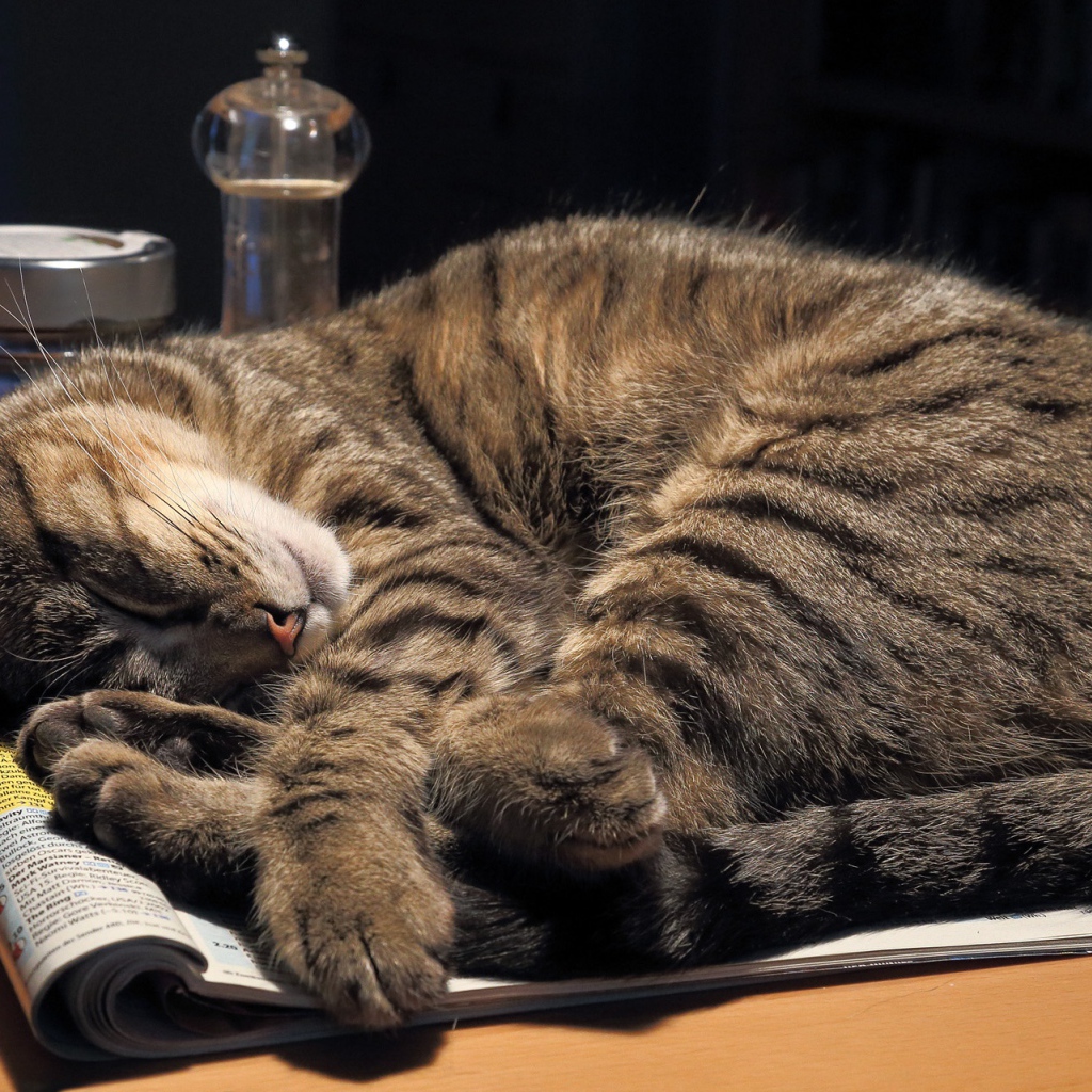 Серый кот спит на столе на журнале