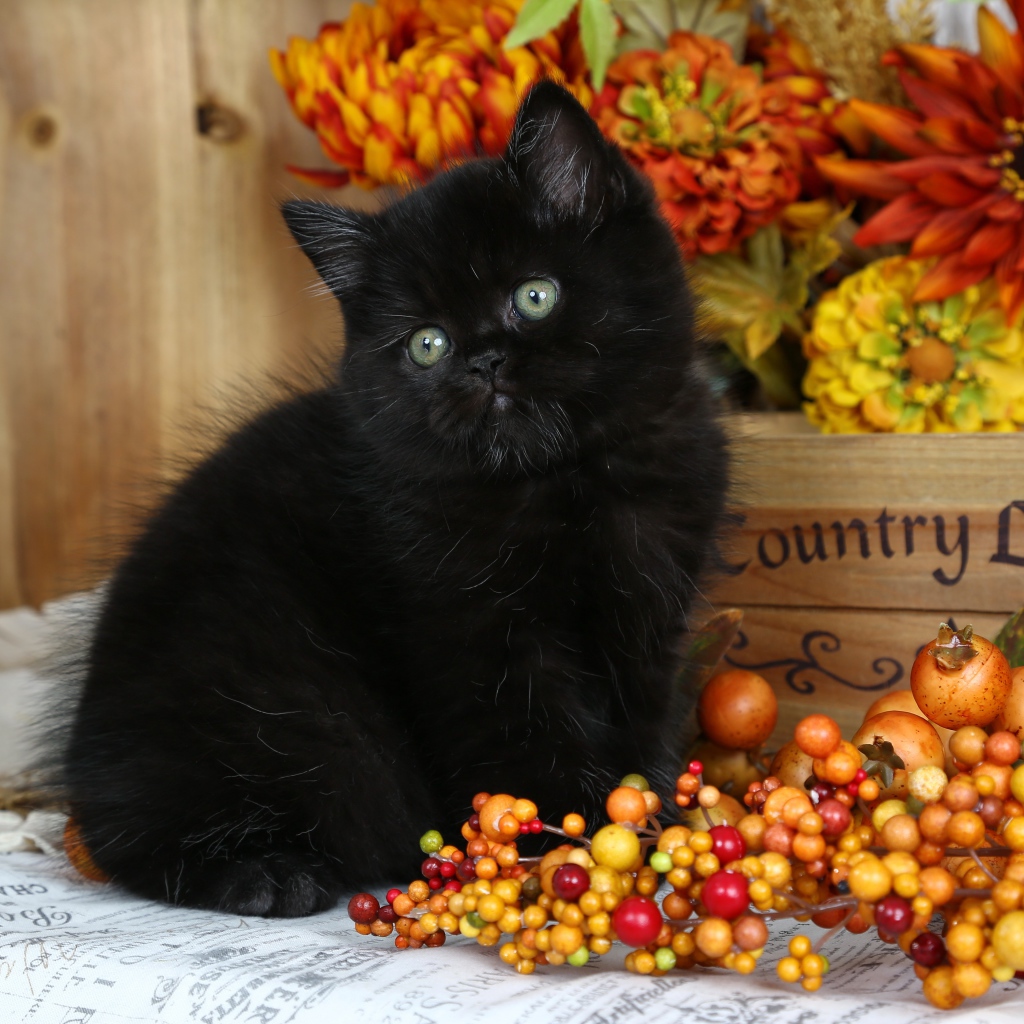 Little fluffy black kitten with autumn berries