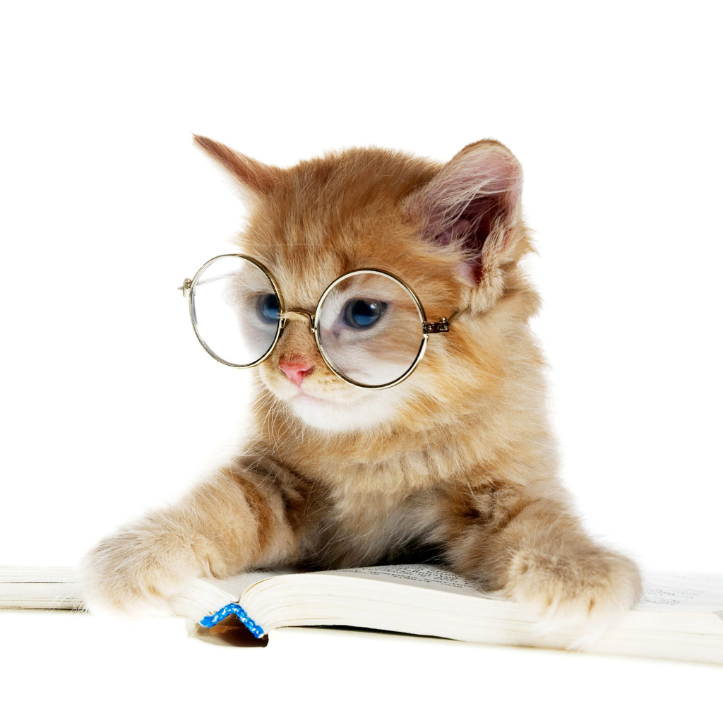 Маленький котенок в очках с книгой 