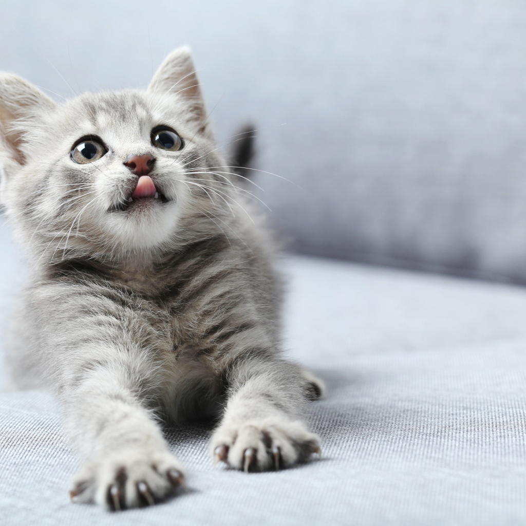 Маленький котенок с высунутым языком