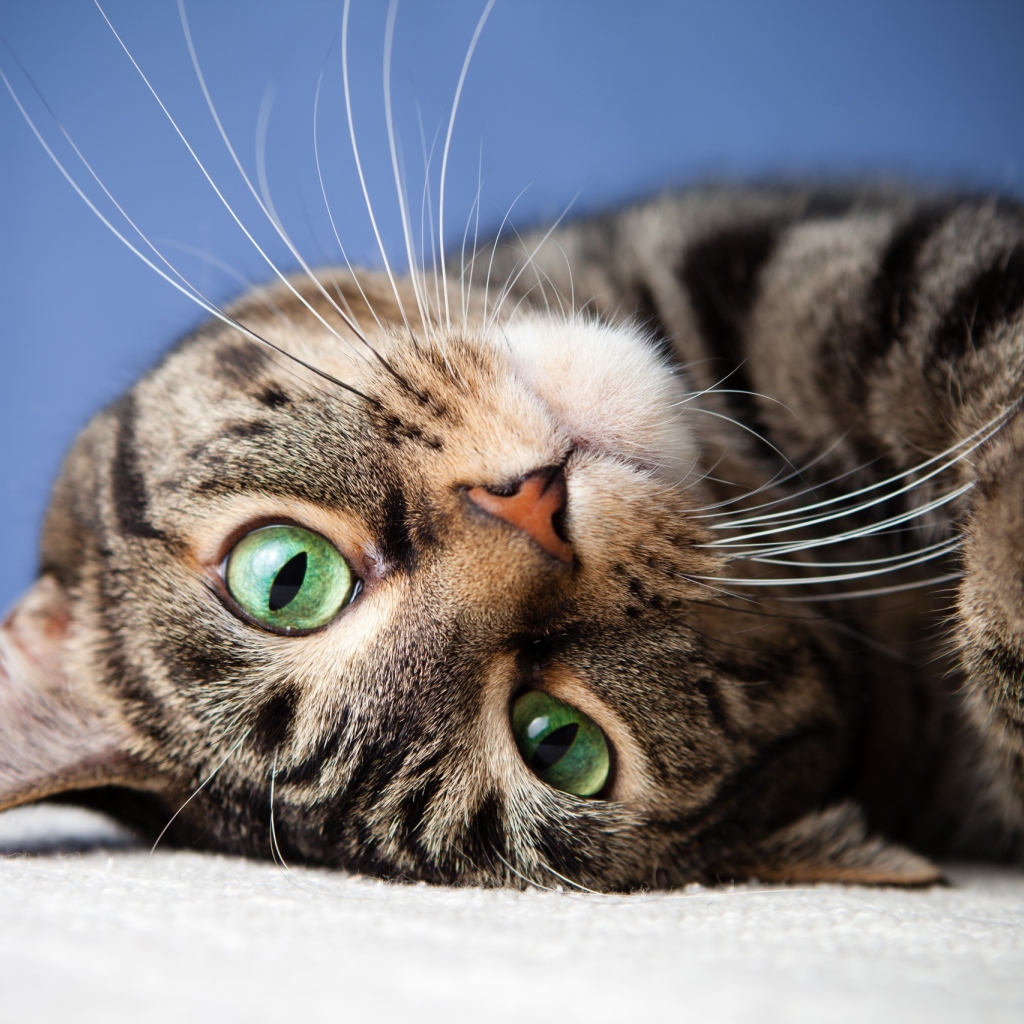 Морда серого полосатого кота с зелеными глазами 