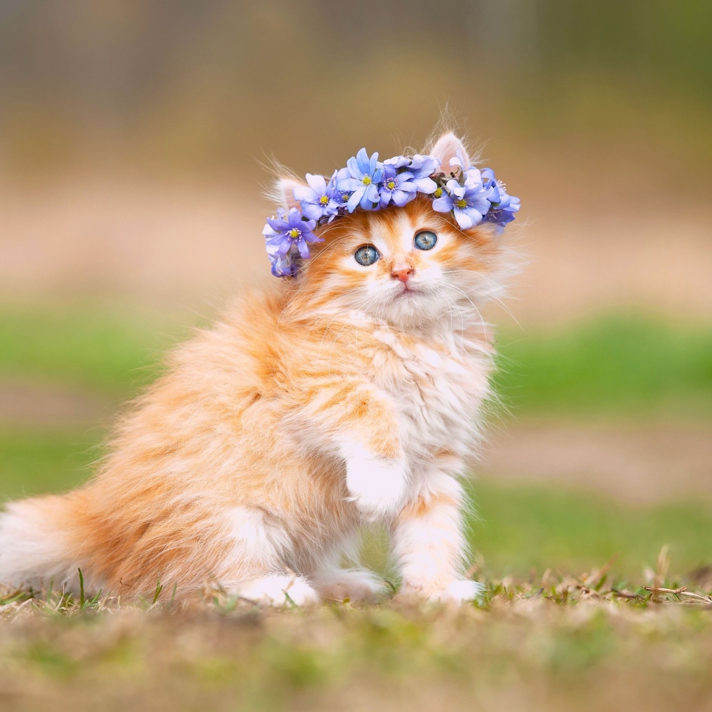 Рыжий пушистый котенок венком из цветов на голове