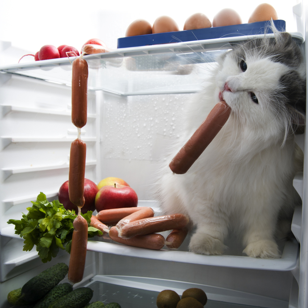 The cat steals the sausages from the refrigerator
