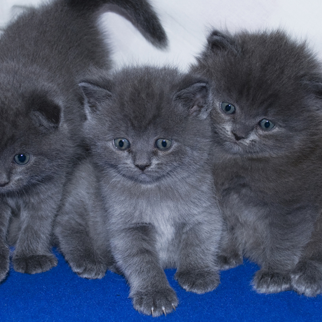 Три маленьких забавных серых котенка 