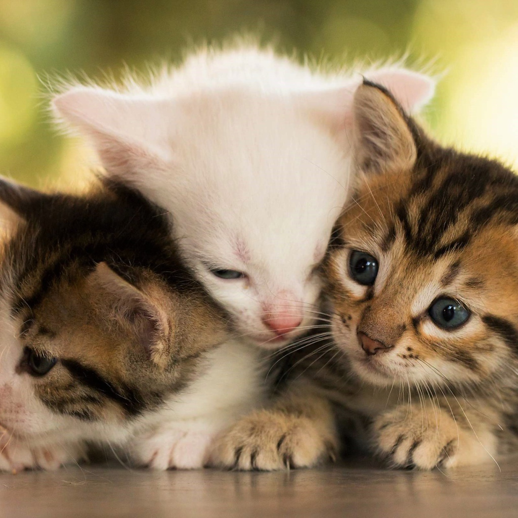 Три маленьких котенка греют друг друга