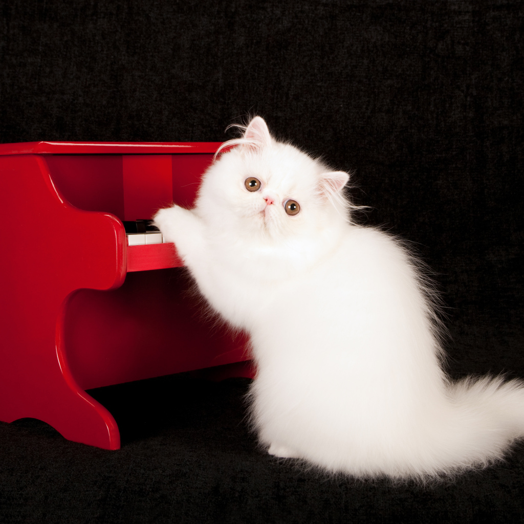 Белый пушистый кот с красным пианино на черном фоне