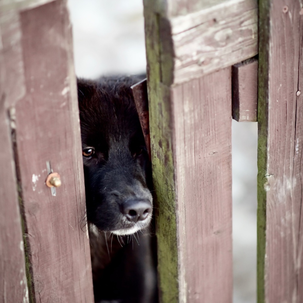 A curious black dog peers into the gap in the fence