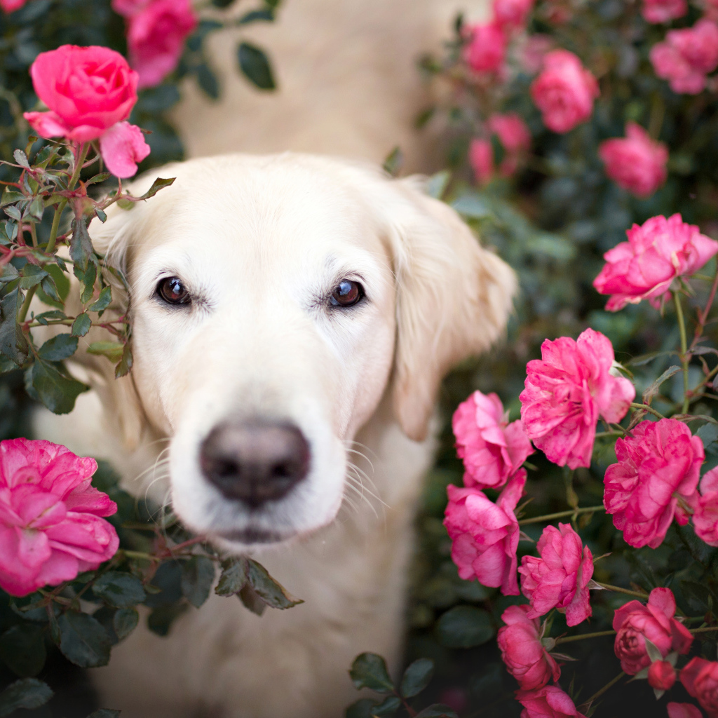Собака породы золотистый ретривер  в розах 