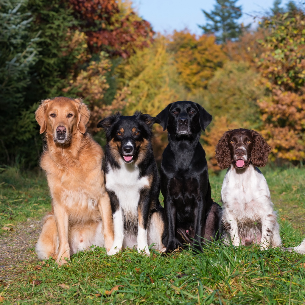 Четыре собаки пород Лабрадор, Бордер-колли, Ретривер, Спаниель сидят на  траве