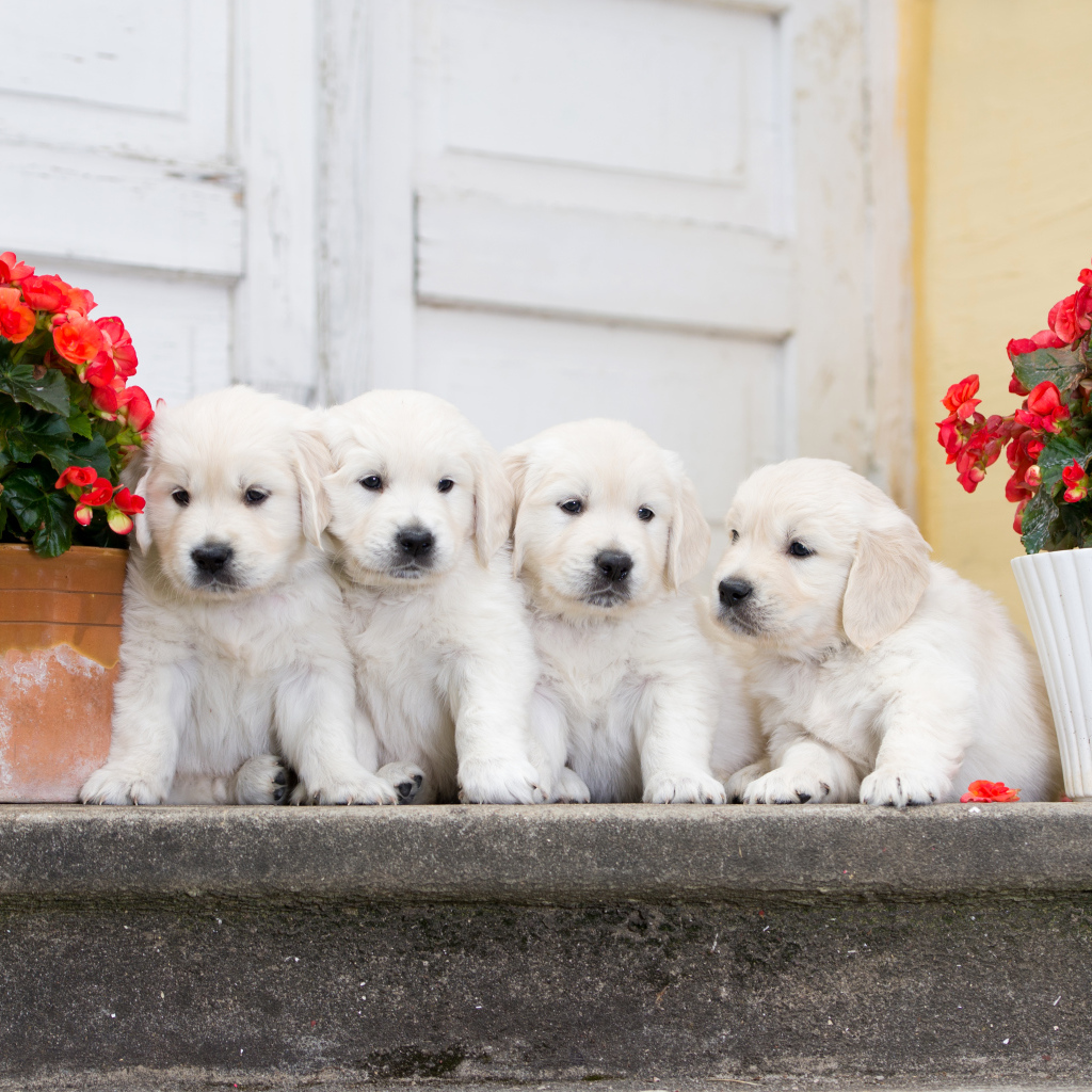 Четыре щенка золотистого ретривера на пороге с цветами бегонии