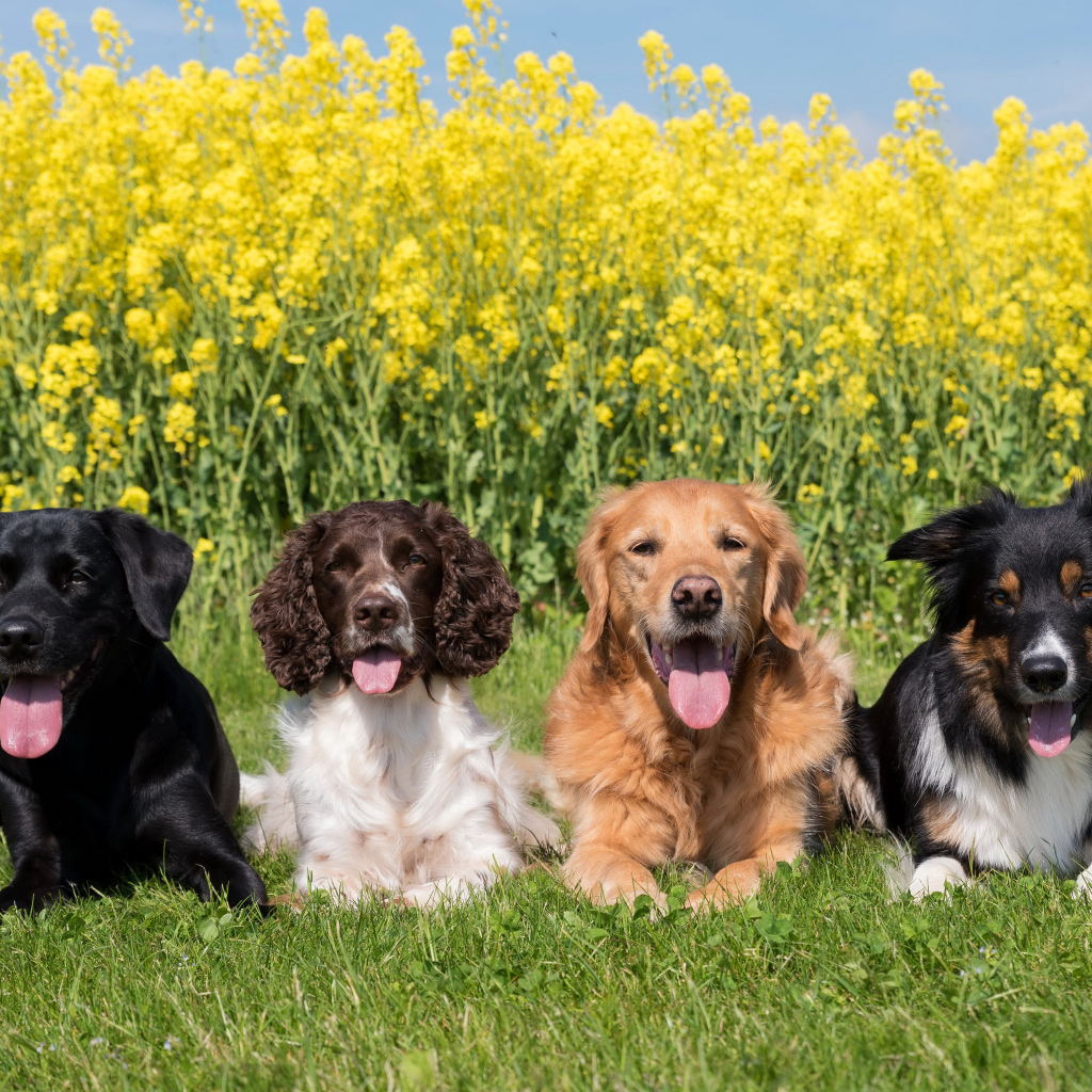 Four thoroughbred dogs lie on green grass near yellow flowers