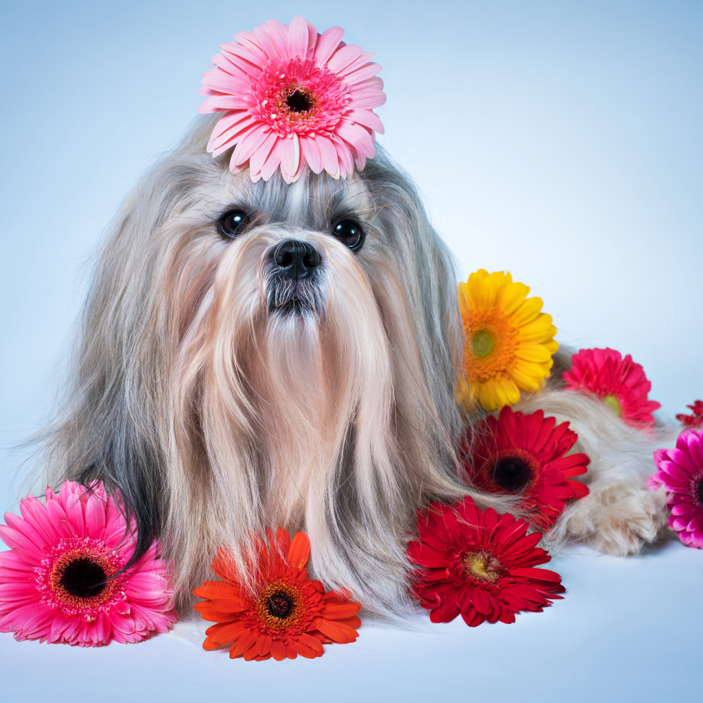 Милая собака породы ши-тцу с разноцветных цветах герберы