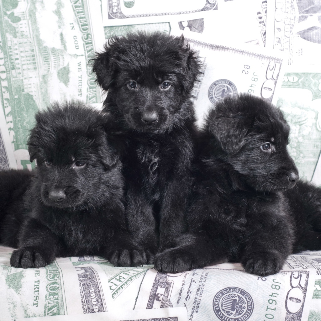 Три черные щенка овчарки лежат на диване