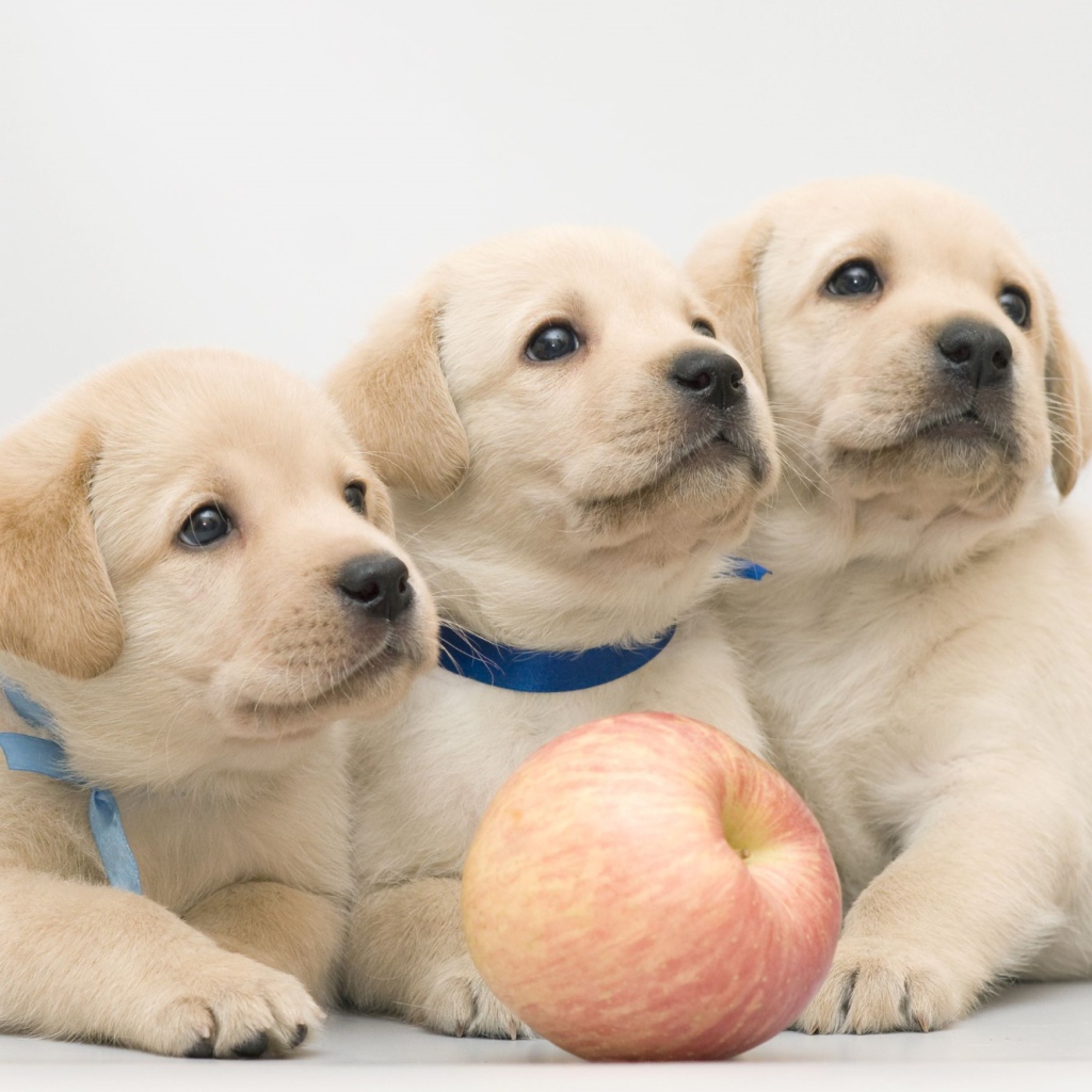 Три забавных щенка золотистого ретривера с яблоком