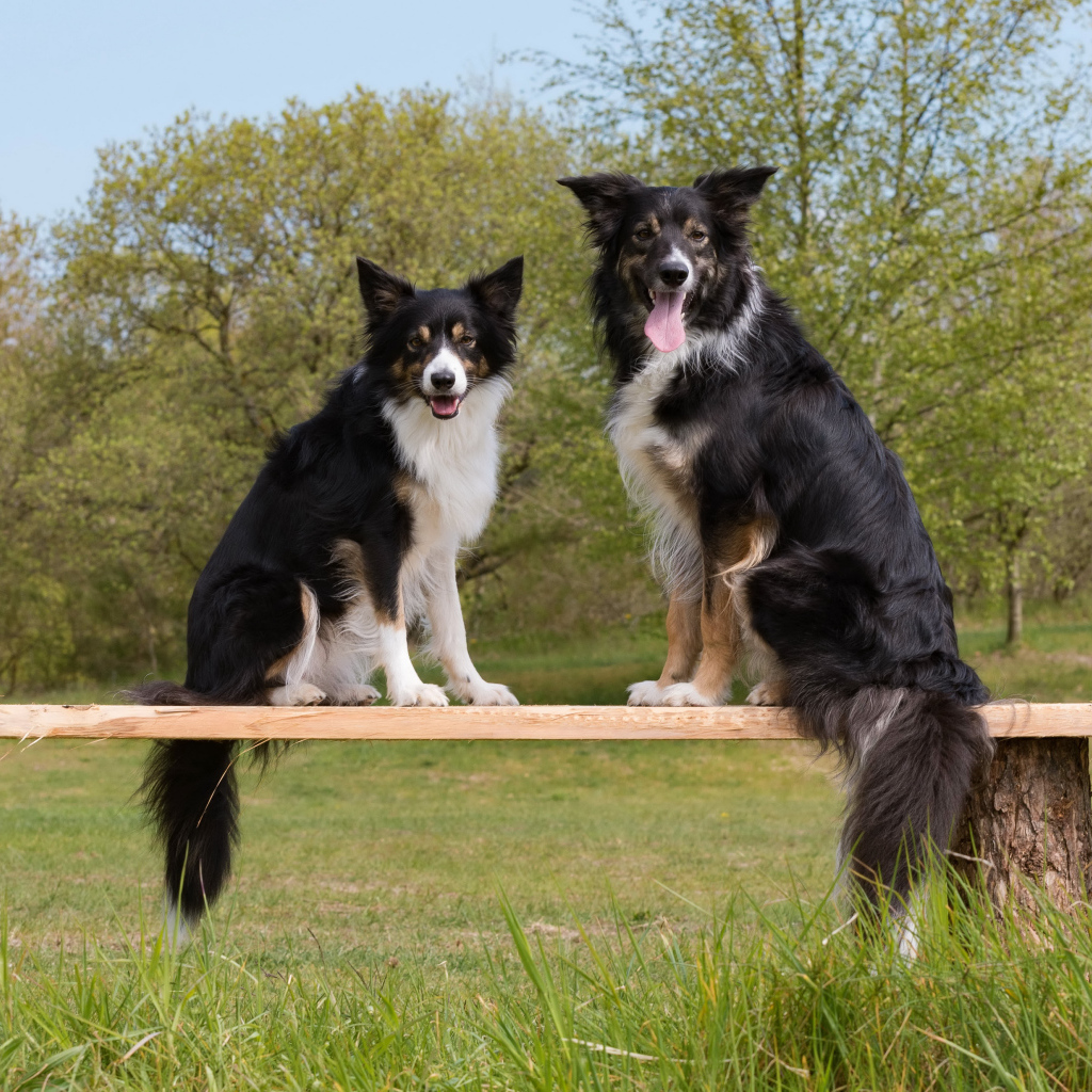 Две собаки породы бордер-колли сидят на деревянной лавке