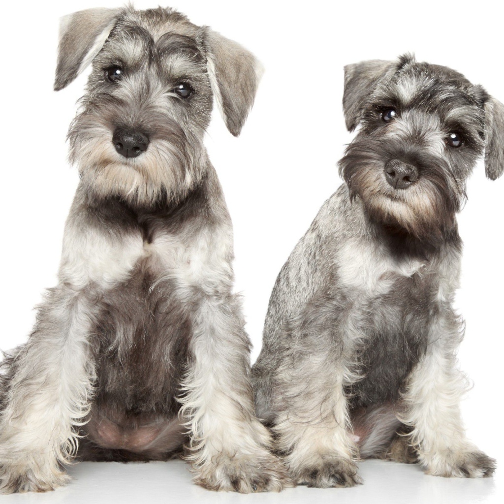 Два серых щенка шнауцера позируют на белом фоне